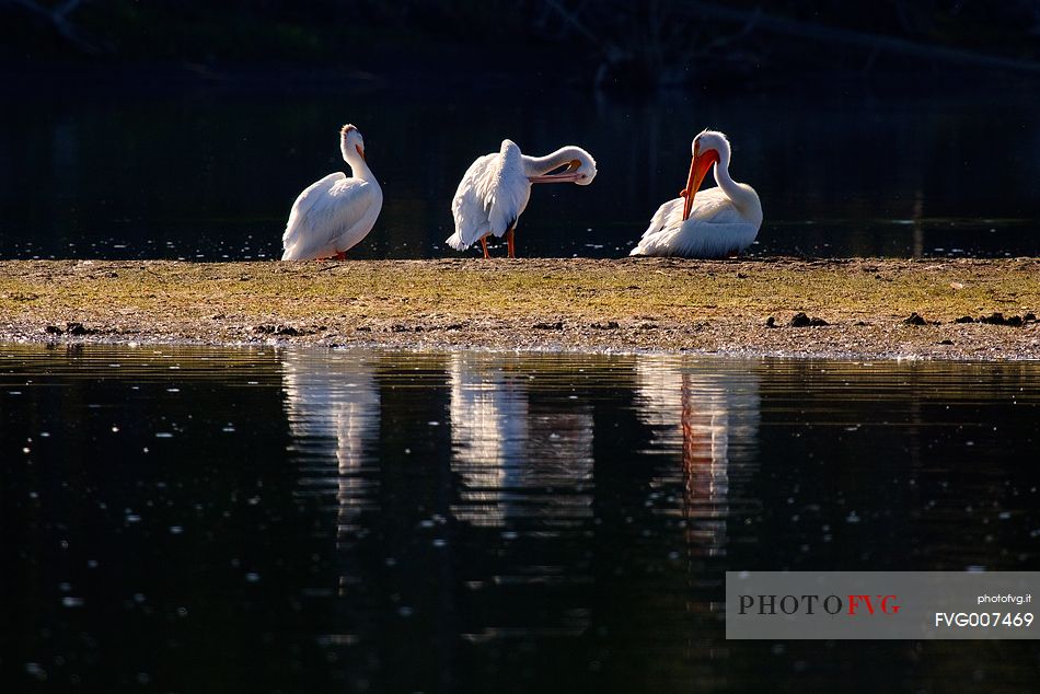Pelicans on Snake River after sunrise, Grand Teton National Park, Wyoming.