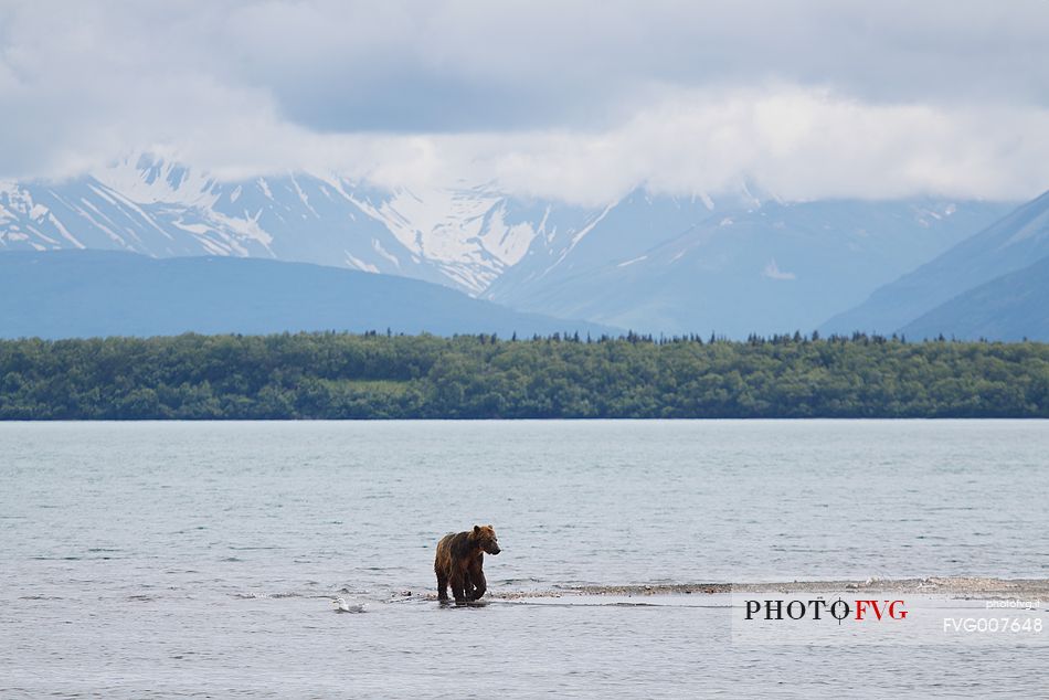 A grizzly bear in the incredible wilderness of Katmai National Park, Alaska