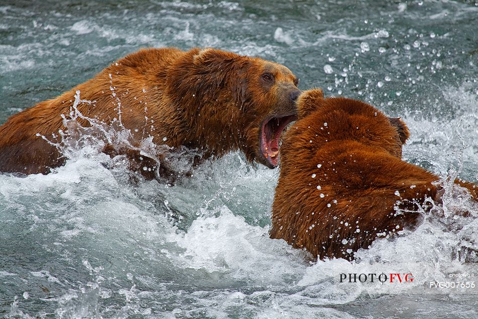 Grizzly bears fighting for food in Katmai National Park, Alaska