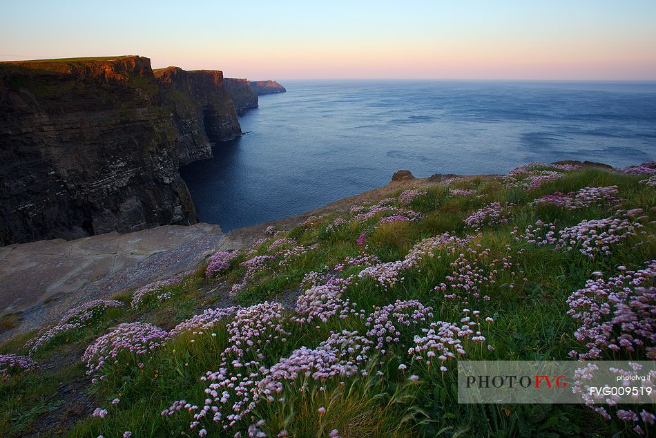 Sunrise and flowers in front of the majestic Cliffs of Moher, Ireland