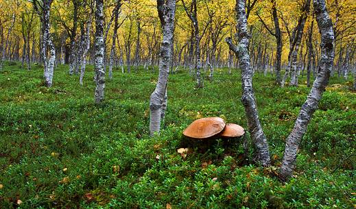 Norwegian underbrush, Signal Valley, Nordland Region.