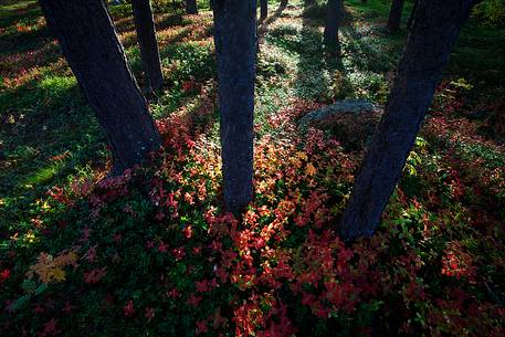 Norwegian underbrush, Signal Valley, Nordland Region.