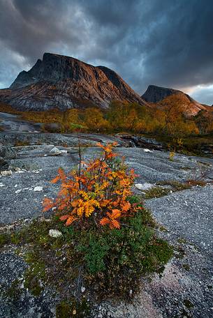 Rocky mountains and autumn colors in Nordland region, northern Norway. Rocky mountains and autumn colors in Nordland region, northern Norway.