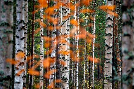 Birch forest, finnish Lapland.