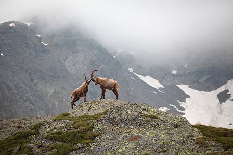 Steinbocks in Stelvio National Park, italian Alps.