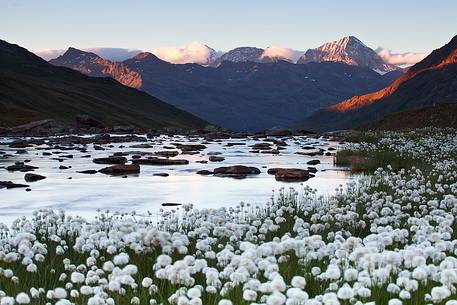 Eriofori flowers, river and mountains, Stelvio National Park.