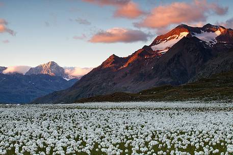 Eriofori flowers and mountains, Stelvio National Park.