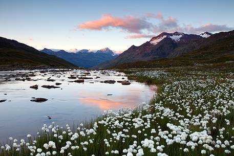 Eriofori flowers, river and mountains, Stelvio National Park.