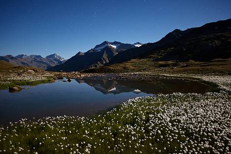 Eriofori flowers, lake and mountains at night, Stelvio National Park.