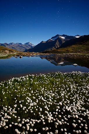 Eriofori flowers, lake and mountains at night, Stelvio National Park.