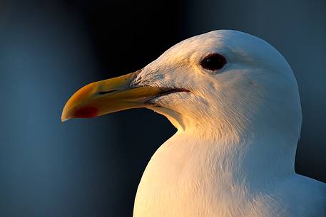 Portrait of a seagull lit by the sunset at Homer Spit, Alaska.