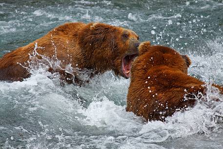 Grizzly bears fighting for food in Katmai National Park, Alaska