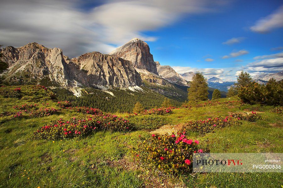 Passo Falzarego flowering in summer