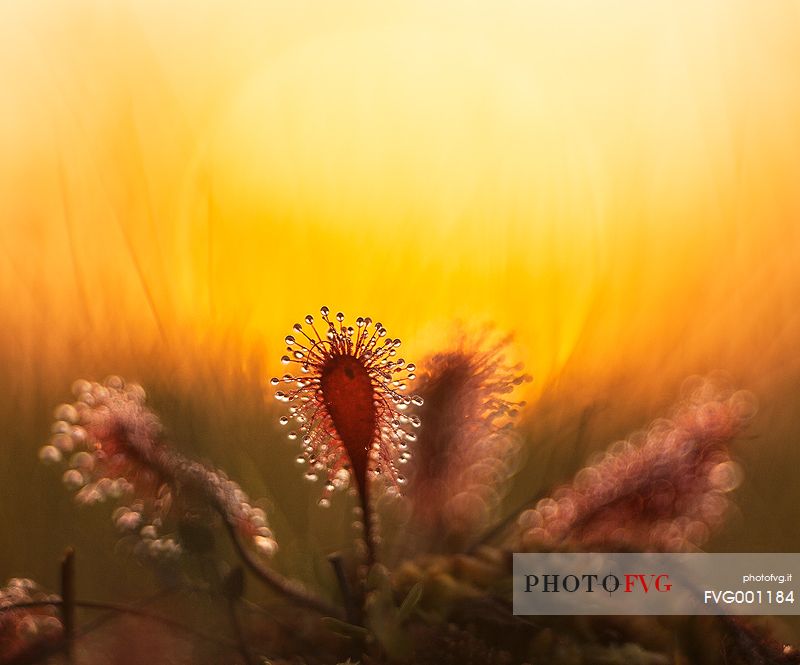 Foggy summer sunrise in Kakerdaja bog, sundew, drosera