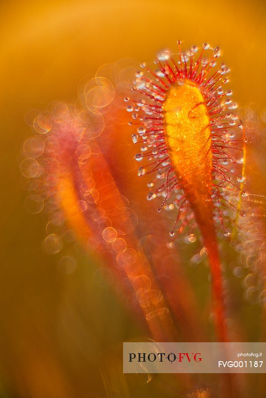 Foggy summer sunrise in Kakerdaja bog, sundew, drosera