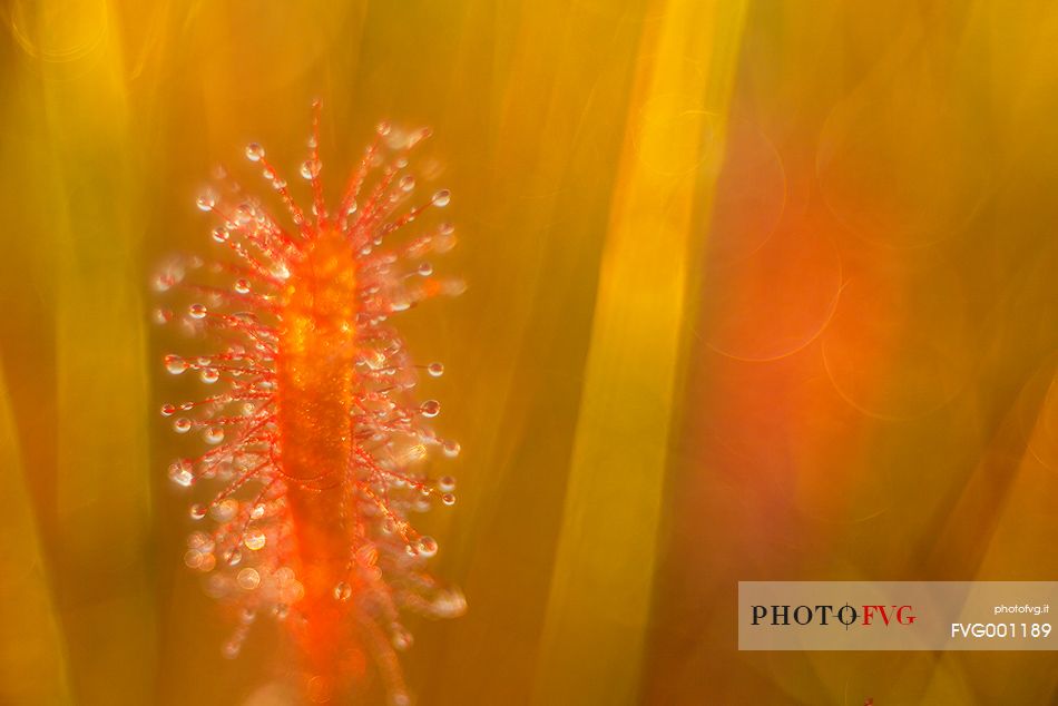 Foggy summer sunrise in Kakerdaja bog, sundew, drosera