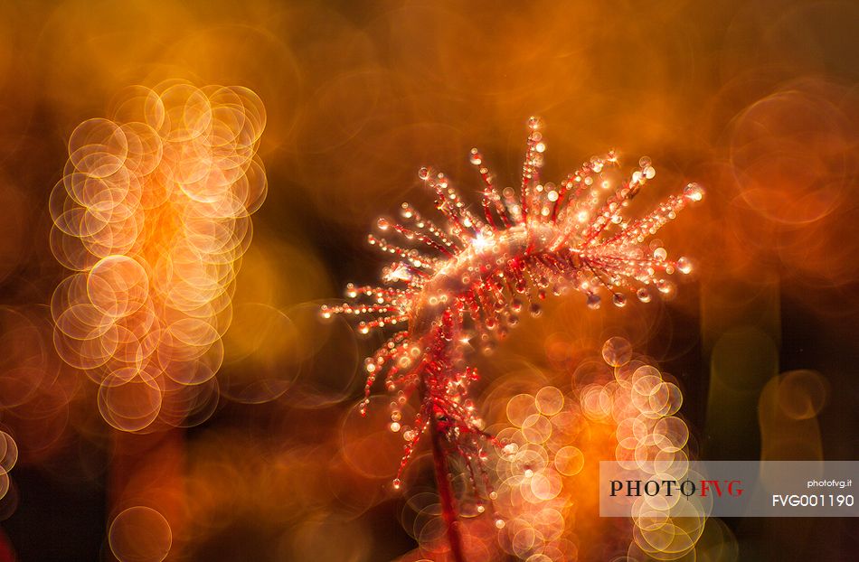 Foggy summer sunrise in Kakerdaja bog, sundew, drosera