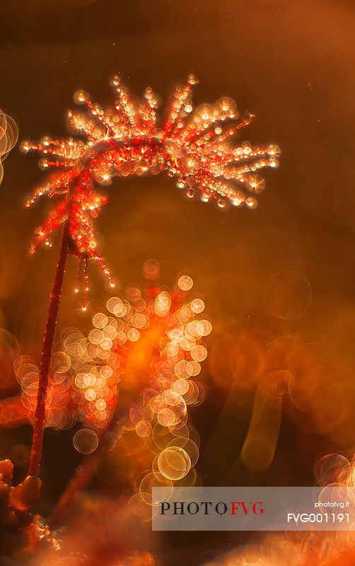 Foggy summer sunrise in Kakerdaja bog, sundew, drosera