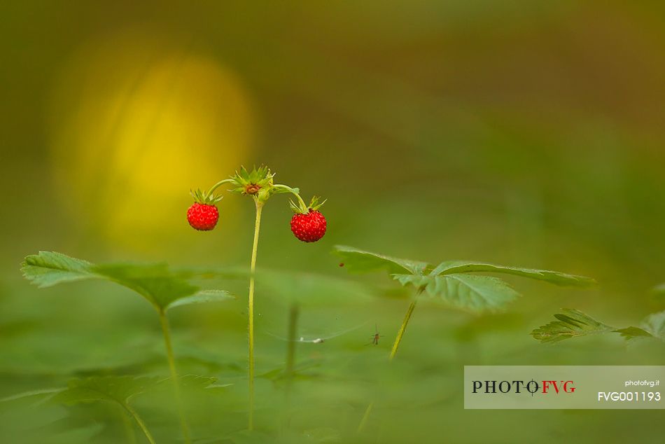 forrest berries, strawberry, 