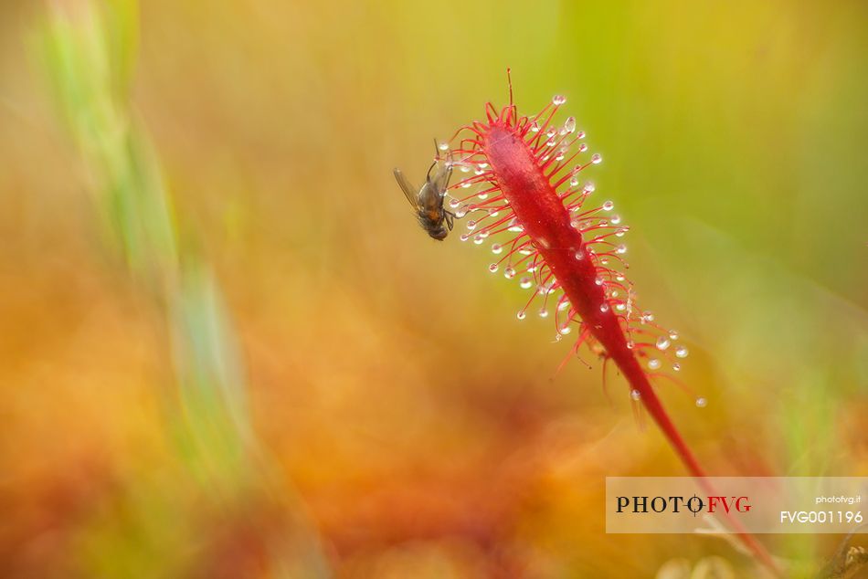 summer sunset in Kakerdaja bog, sundew, drosera