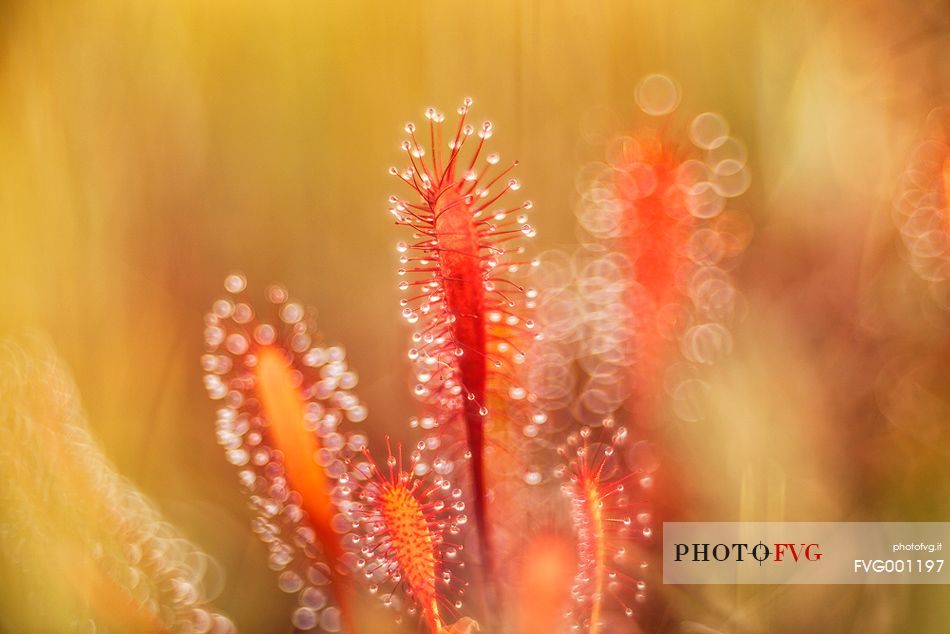 Foggy summer sunrise in Kakerdaja bog, sundew, drosera