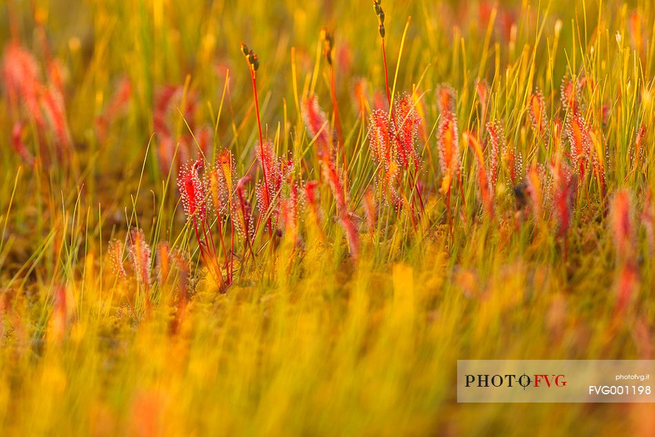 Foggy summer sunrise in Kakerdaja bog, sundew, drosera