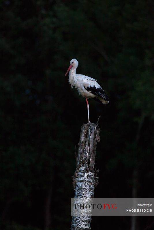 White stork in the night