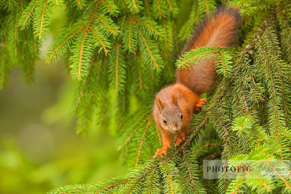 a young squirrel in its environment 