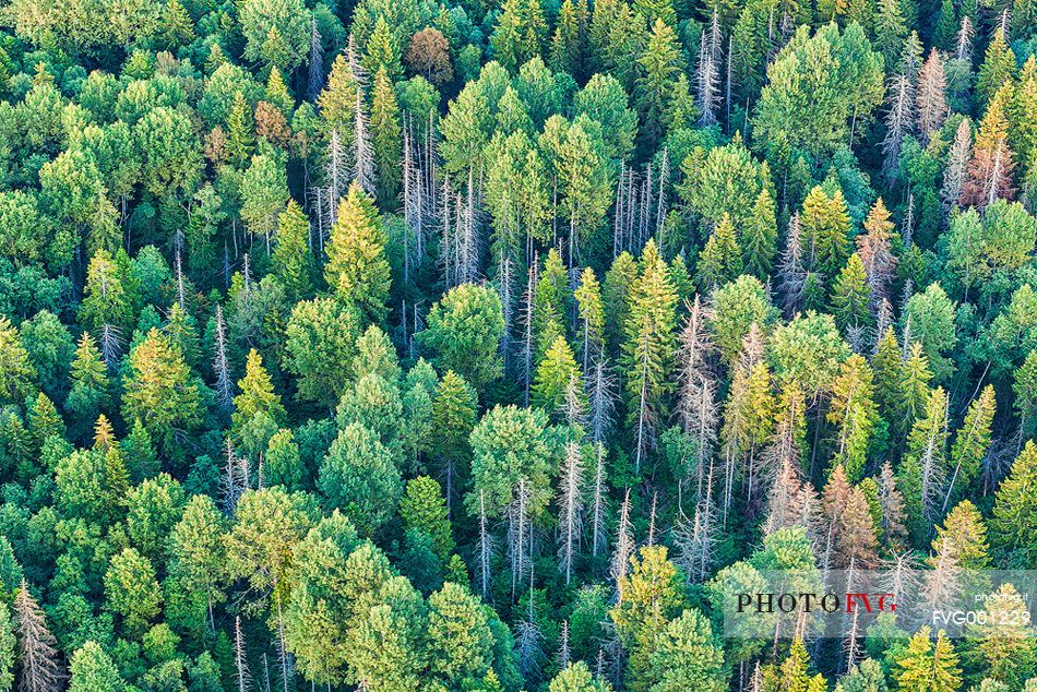 an aerial view to the estonian forrest