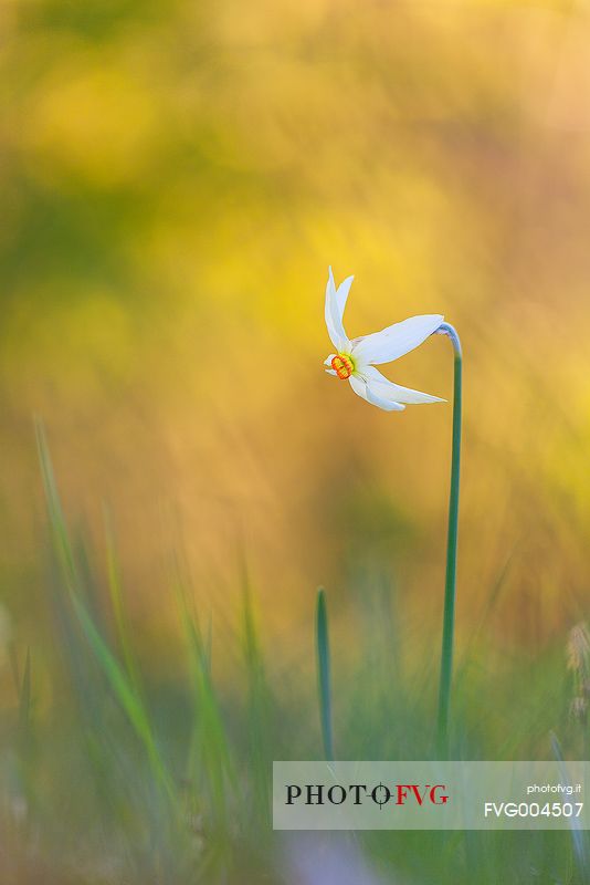 summer flowers, Narcissus poeticus