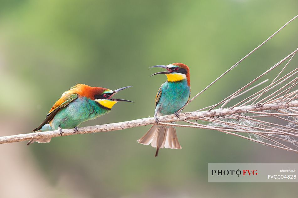 European Bee-eater, (Merops apiaster)