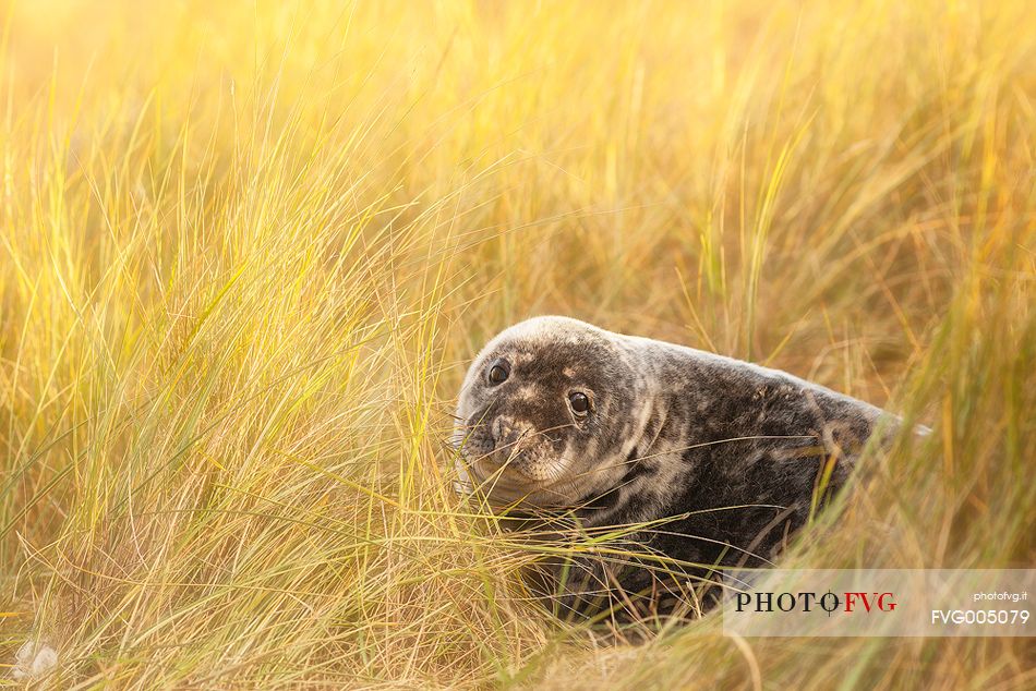 Donna Nook Nature Reserve, grey seal