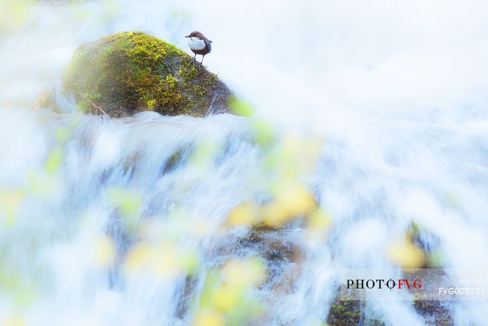 White-throated dipper , Cinclus cinclus