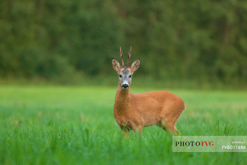  Roe deer, Capreolus capreolus
