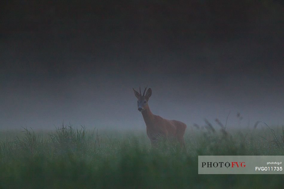  Roe deer in the mist, Capreolus capreolus