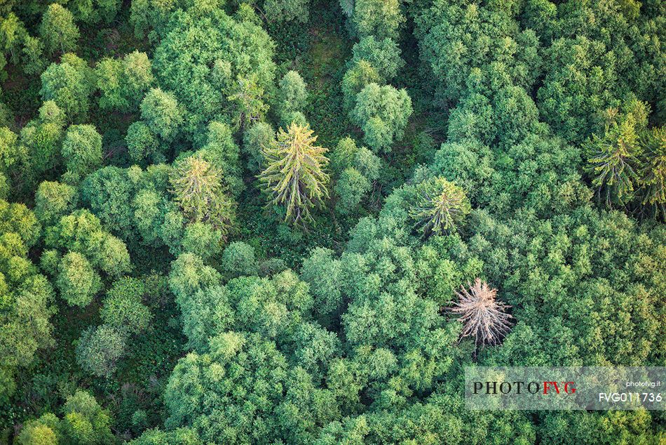 Estonian summer forests, aerial photography