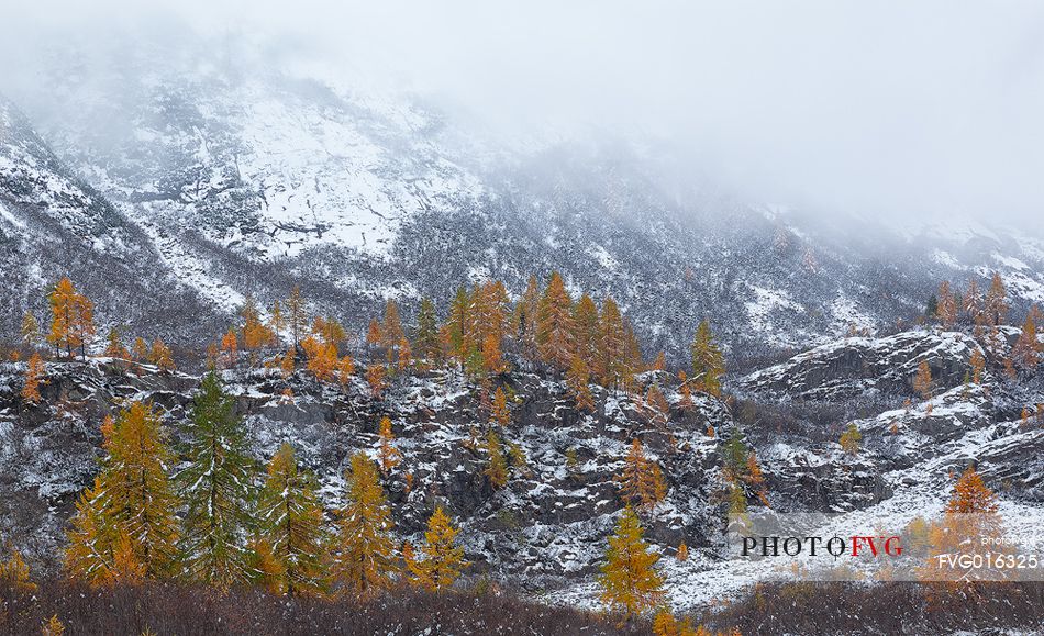 Dolomiti of Brenta,Natural Park of Adamello-Brenta, larch through the fog