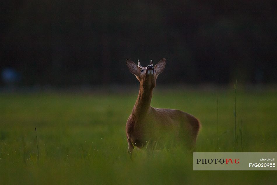 European roe deer or Capreolus capreolus in the estonian field, Estonia
