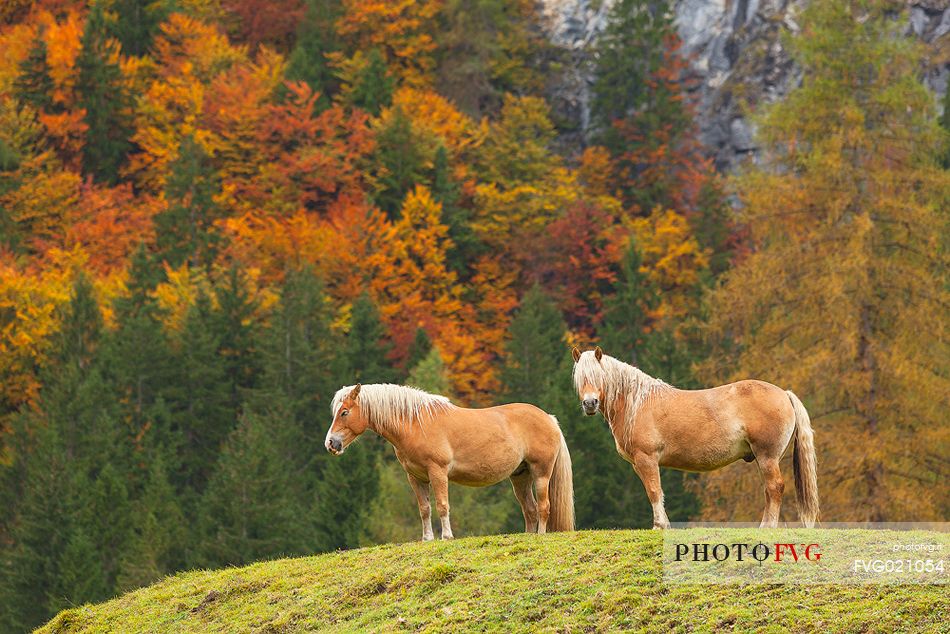 Horses  walk in a green field in the autumn, Misurina, dolomites, Italy