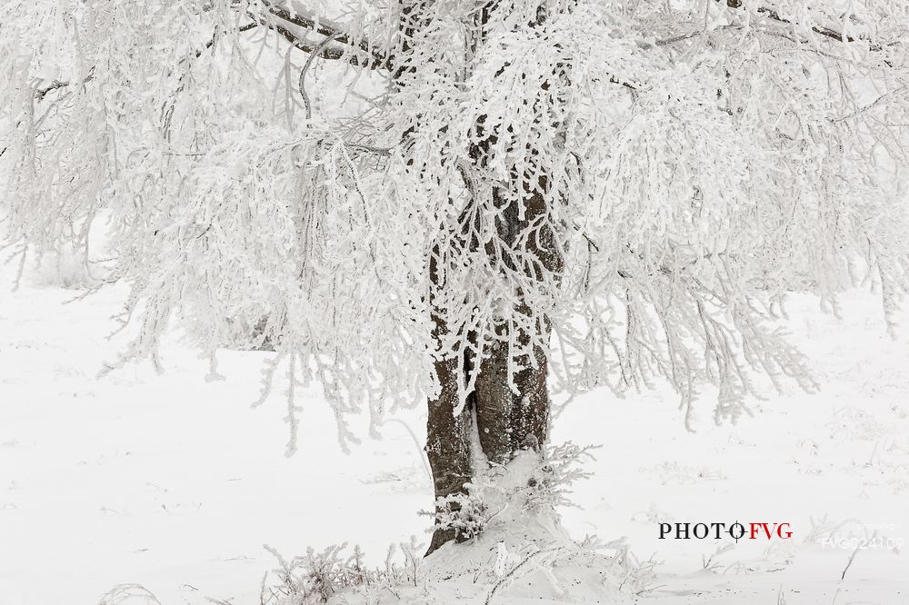 Frozen tree in the Plitvice lakes National Park, Croatia