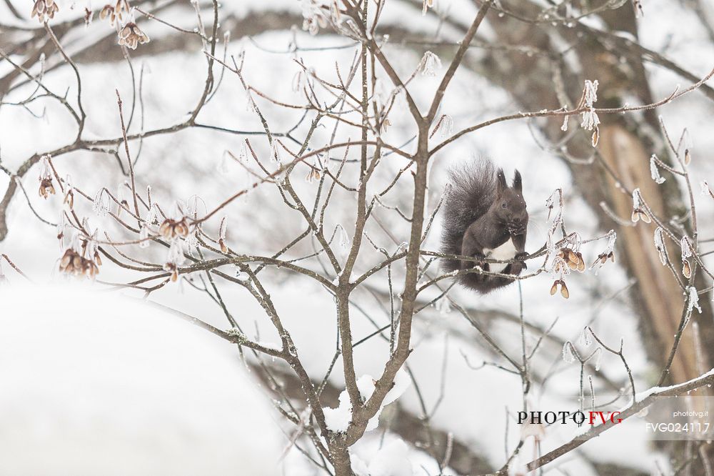 Squirrel in the wintry forest of Plitvice lakes National Park, Croatia