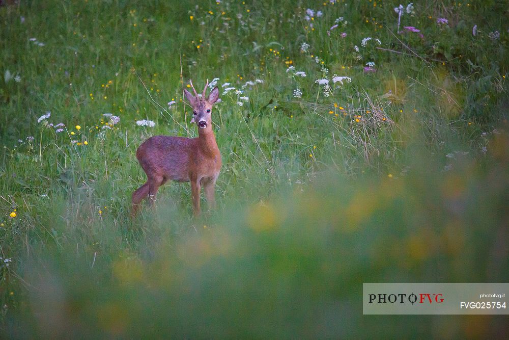 Roe deer in grassland area, Golica, Slovenia, Europe