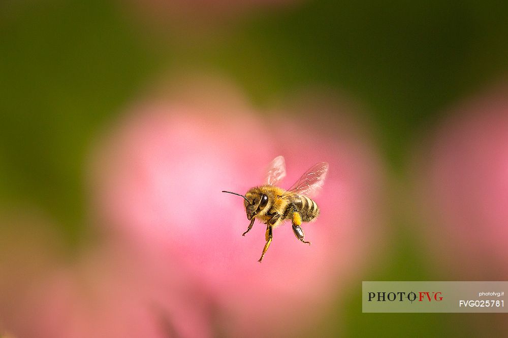 Bee in flight over a pink flower