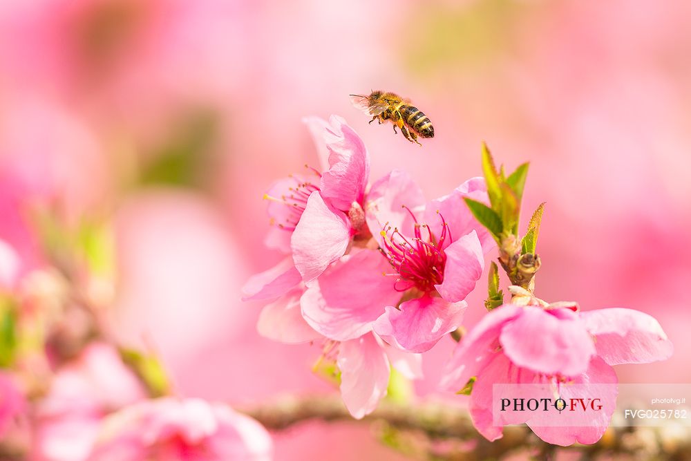Bee in flight over a pink flower