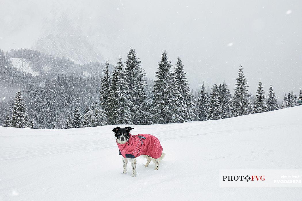 Hiking in Sappada with dog under the snowfall, dolomites, Friuli Venezia Giulia, Italy, Europe