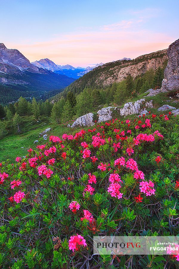 Flowering rhododendrons near Falzarego pass, Cortina d'Ampezzo, dolomites, Veneto, Italy, Europe

