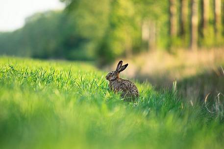 Hare (Lepus timidus) in a field in spring