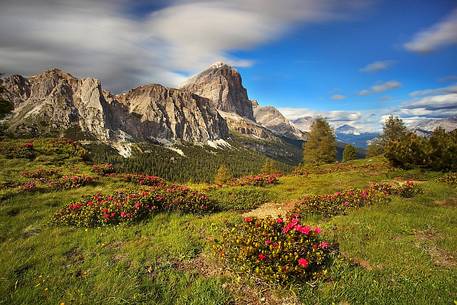 Passo Falzarego flowering in summer