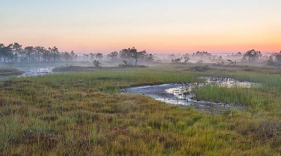 Foggy summer sunrise in Kakerdaja bog