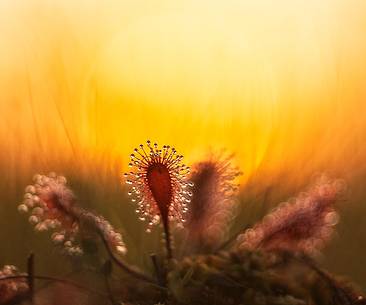 Foggy summer sunrise in Kakerdaja bog, sundew, drosera